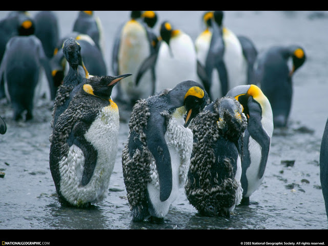 National Geographic Wallpapers 1600 X 1200 National Geographic Wallpapers 1600 X 1200