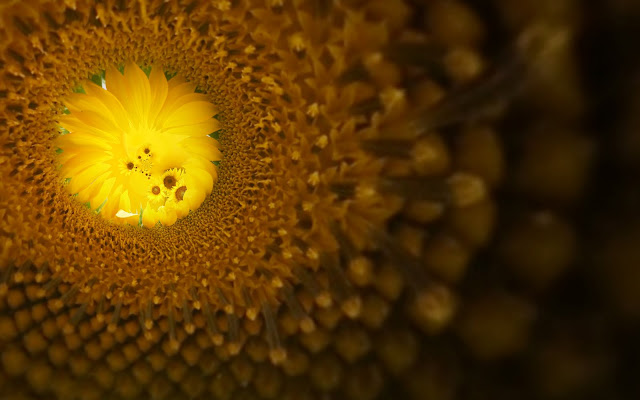 Sunflowers Wallpapers 1920 X 1200 Sunflowers Wallpapers 1920 X 1200