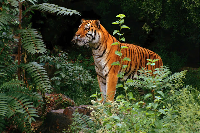 Wild Animals Wallpapers 1600×1067 Tigers Wild Animals Wallpapers 1600×1067