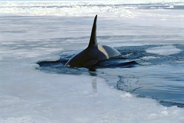 Wild Animals Wallpapers 1600×1067 Wild Animals Wallpapers 1600×1067