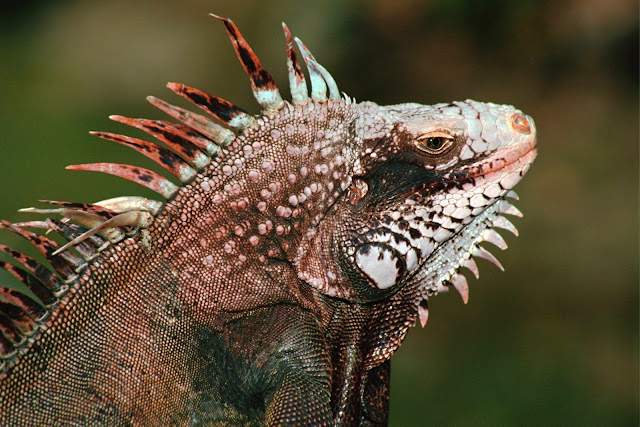 Wild Animals Wallpapers 1600×1067 Wild Animals Wallpapers 1600×1067
