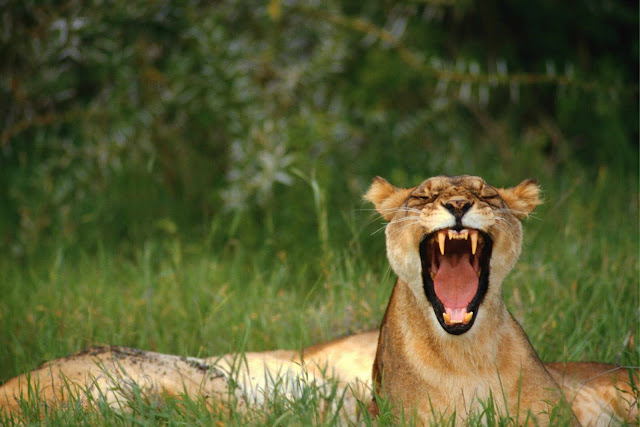 Wild Animals Wallpapers 1600×1067 (A lioness),Wild Animals Wallpapers 1600×1067