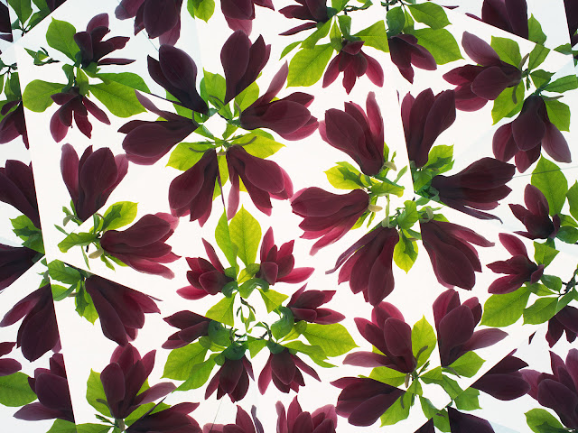 20 Flowers Wallpapers 1600 X 1200 20 Flowers Wallpapers 1600 X 1200