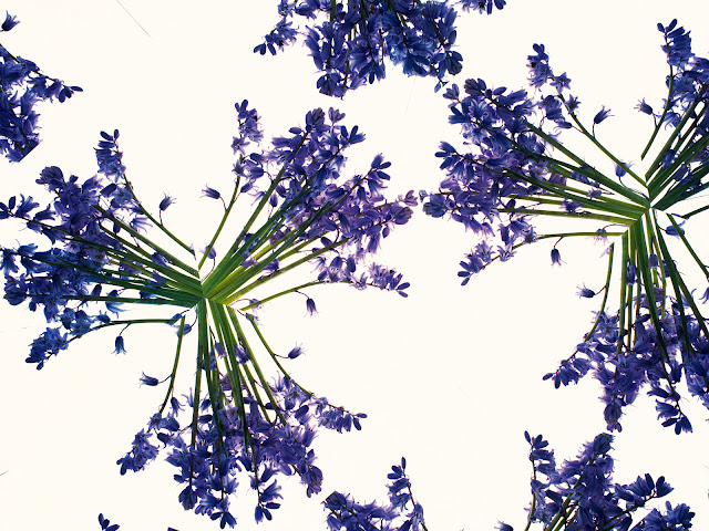 20 Flowers Wallpapers 1600 X 1200 20 Flowers Wallpapers 1600 X 1200