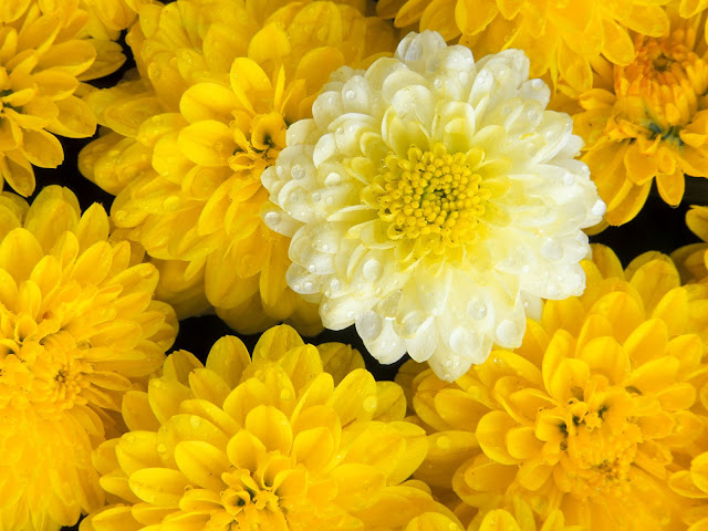 20 Flowers Wallpapers 1600 X 1200 20 Flowers Wallpapers 1600 X 1200