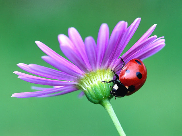 20 Flowers Wallpapers 1600 X 1200 20 Flowers Wallpapers 1600 X 1200