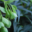 Helleborus foetidus