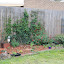 after's Back fence garden