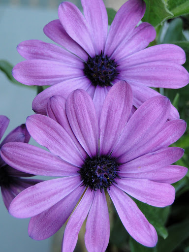 http://lh4.ggpht.com/_W3Yz6GwnBCQ/TDCdL9cUzxI/AAAAAAAAIlo/O2L0bCH7IZo/s512/DSC09056.JPG
