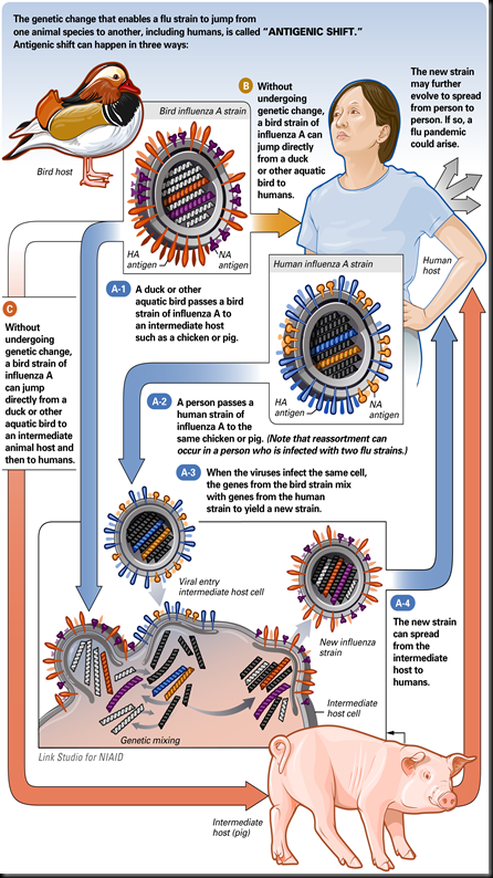 AntigenicShift_HiRes