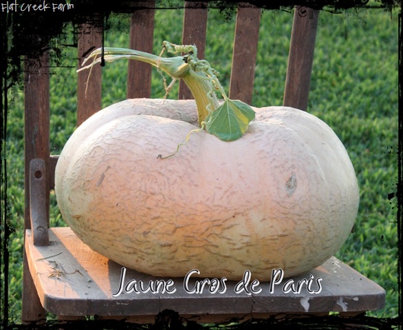[great_pumpkin7.jpg]