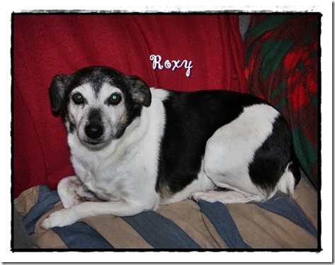 roxy1