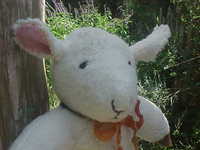 Sheep! Sheep!