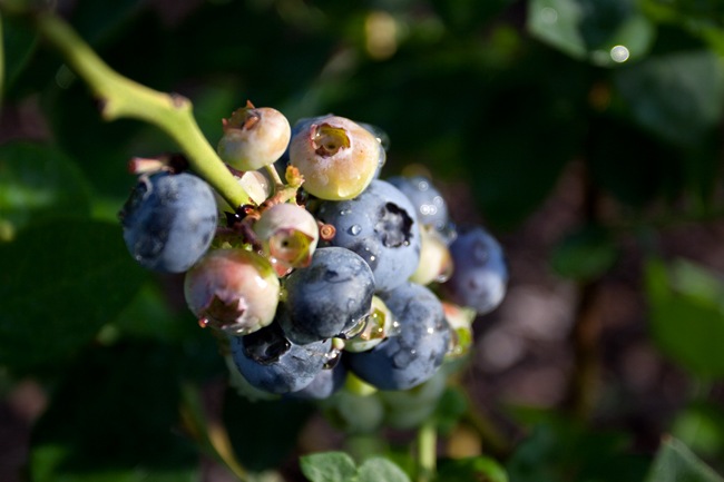 Blueberries