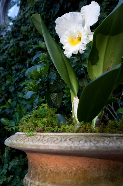 Orchid-in-Campo-Pot