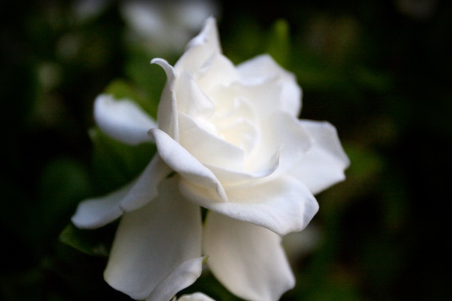 Gardenia-3