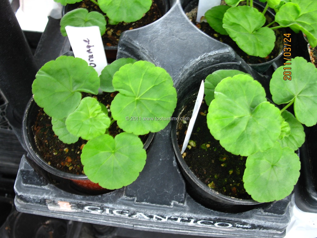 [geranium[6].jpg]