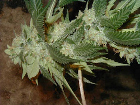 BOGBlueMoonRocks10at7weeksflr.jpg