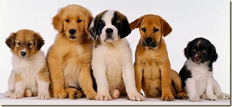pre-adiestramiento-cachorros pre-adiestramiento-cachorros
