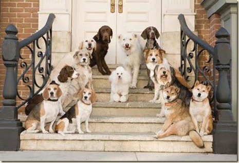adiestradores-perros-1-6 adiestradores-perros-1-6