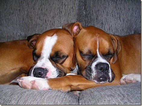 adiestramiento de boxer adiestramiento de boxer