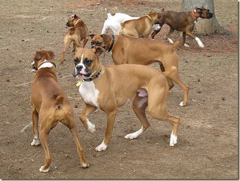 varios-boxer varios-boxer