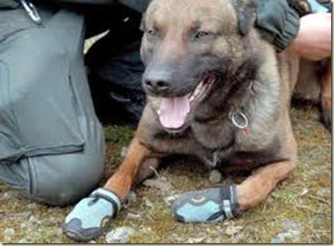 adiestramiento canino malinois adiestramiento canino malinois