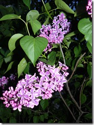lilacs and blue light 003