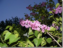 lilacs and blue light 006