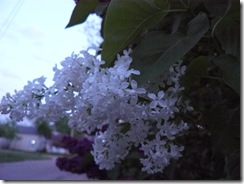lilacs and blue light 026