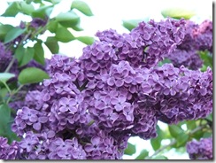 lilacs and blue light 046
