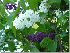 lilacs and blue light 054