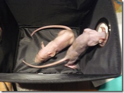 Forensics GRCHS hairless rats 027