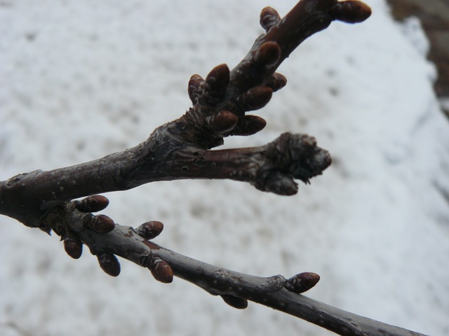 [steps and buds 010[2].jpg]
