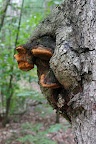 Strange growths on a tree