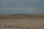 Driftwood along the water