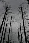 Silver pine trees