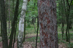 Pine and birch