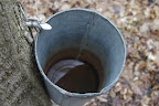Bucket with sap
