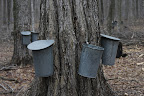 Tapped maple trees