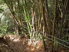 Zip-line through the forest