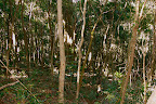 Trees along the trail in Burleigh Heads National Park