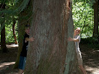 Measuring trees, Slovak-style