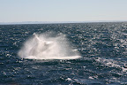 Sunlit whale in mid air