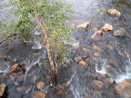 Merced River