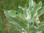 Blue and green