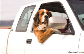 Informasi Menarik Lucu Ekspresi Anjing Saat Naik Mobil