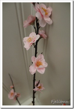 IMG_5563 IMG_5563