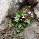 Ivy-Leaved Toadflax