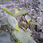 late november and still putting out buds!